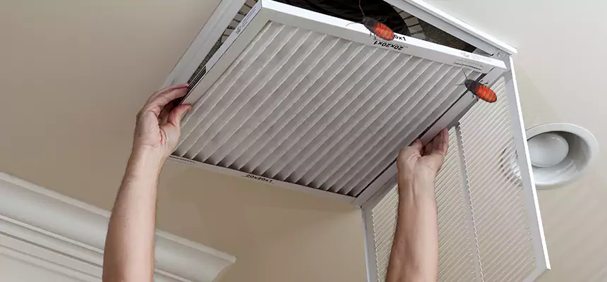 Our Insect Removal from Air Ducts Services in Palm Harbor, FL