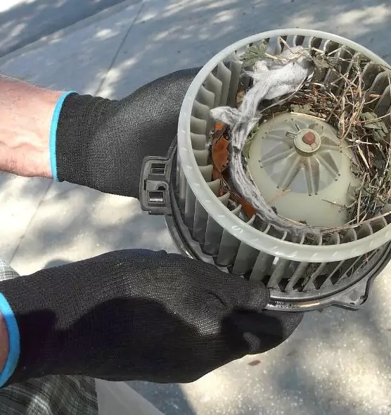 About Air Duct Rat Removal in Palm Harbor, FL